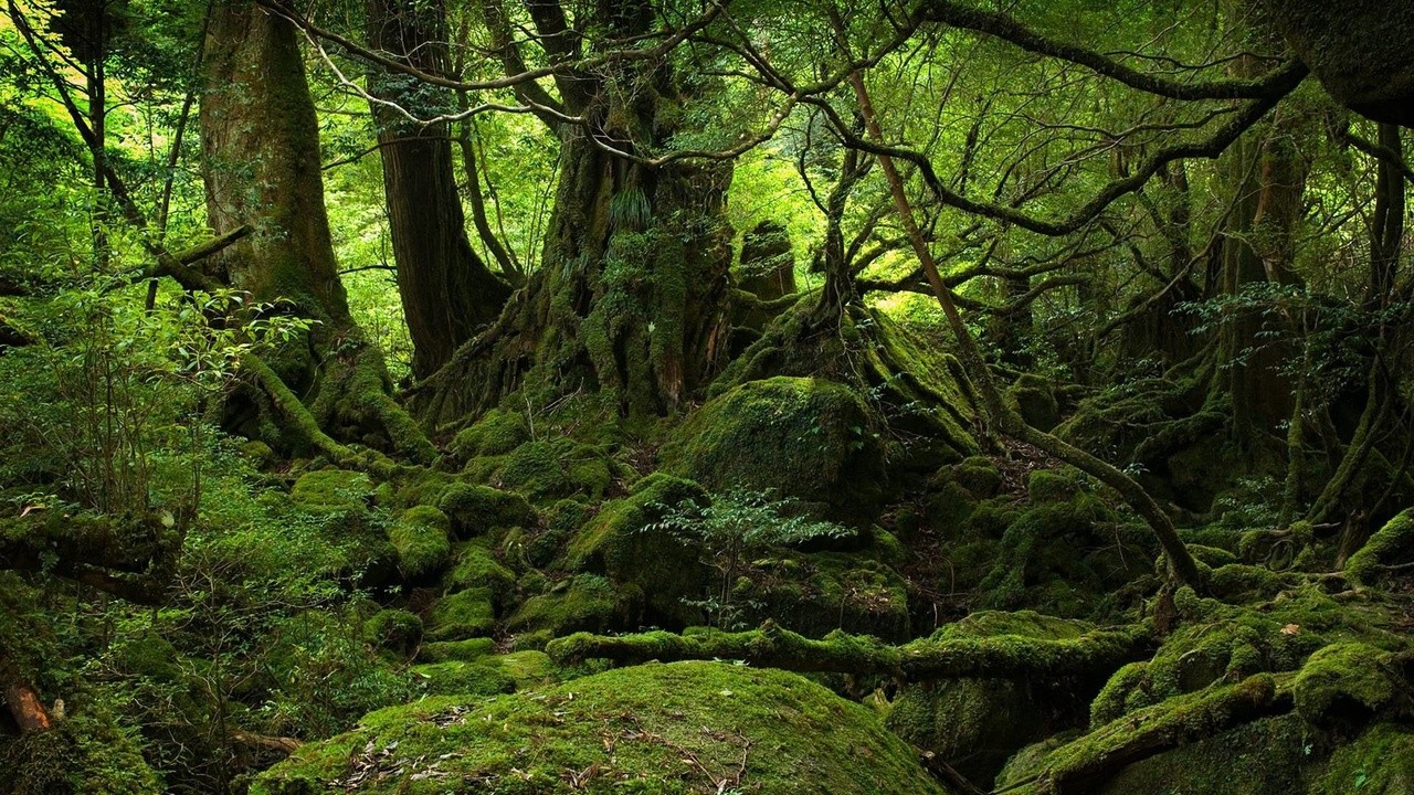 Suicide Forest in Japan