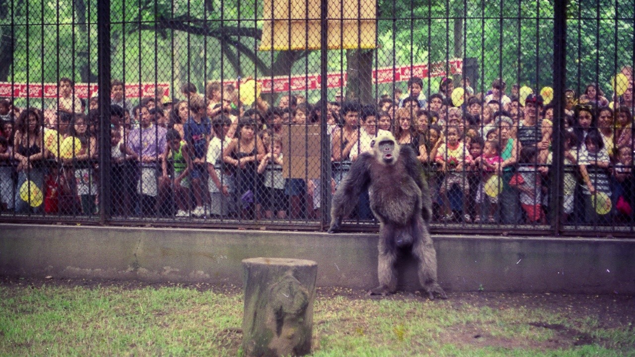 ANIMAL - MACACO CHIMPANZÉ, Zoo do Rio de Janeiro / Brasil. …