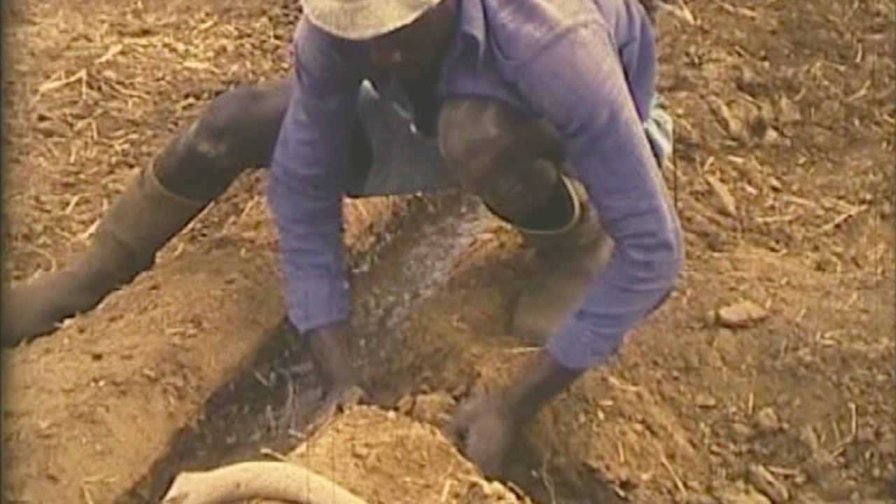Image du film Les Voix croisées