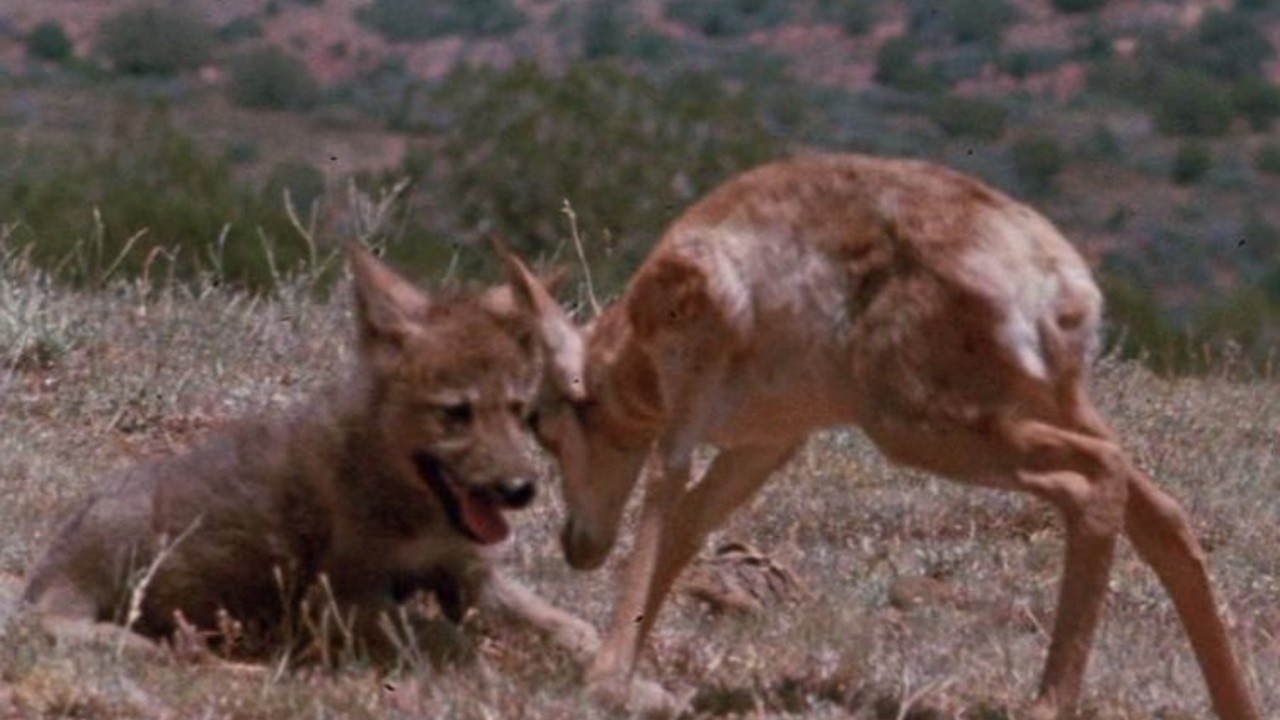 La leyenda del lobo