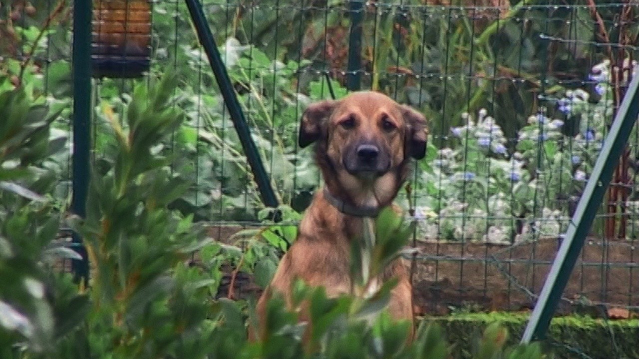 Image du film Olho Animal