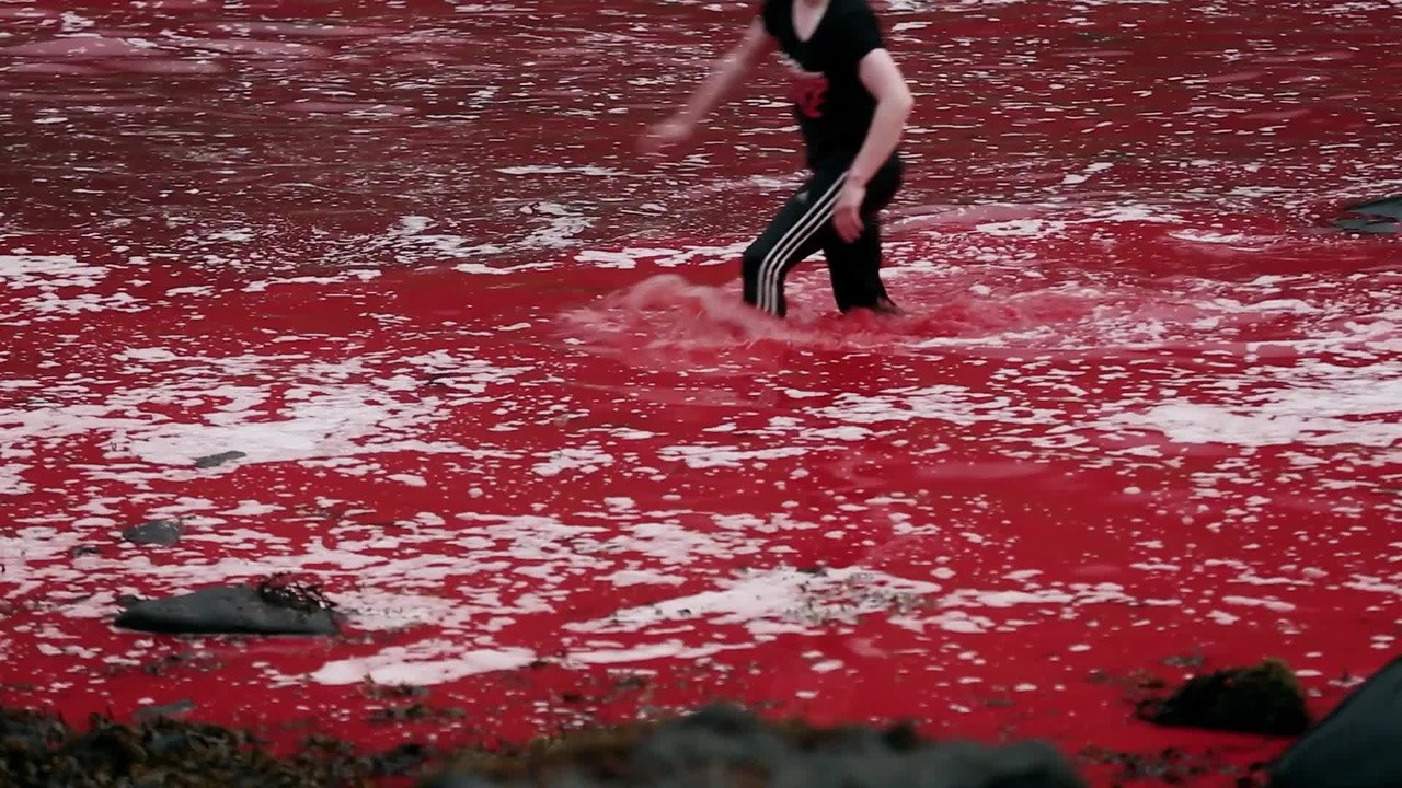 Image du film A Taste of Whale