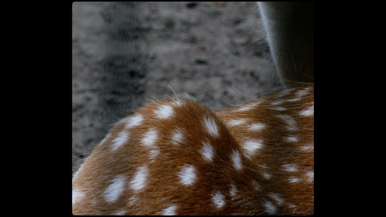 Dots