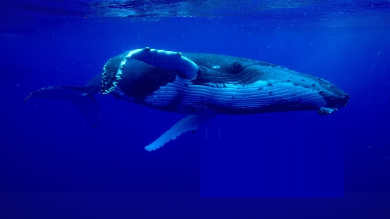 Ama'ara: The Song of the Whales