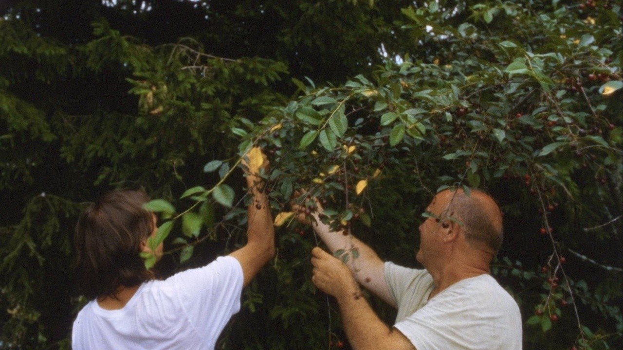 Cherries (2022) MUBI