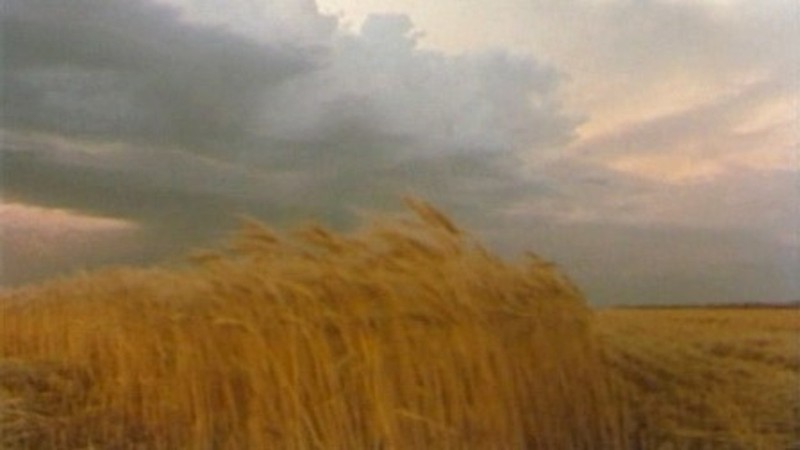 September Wheat