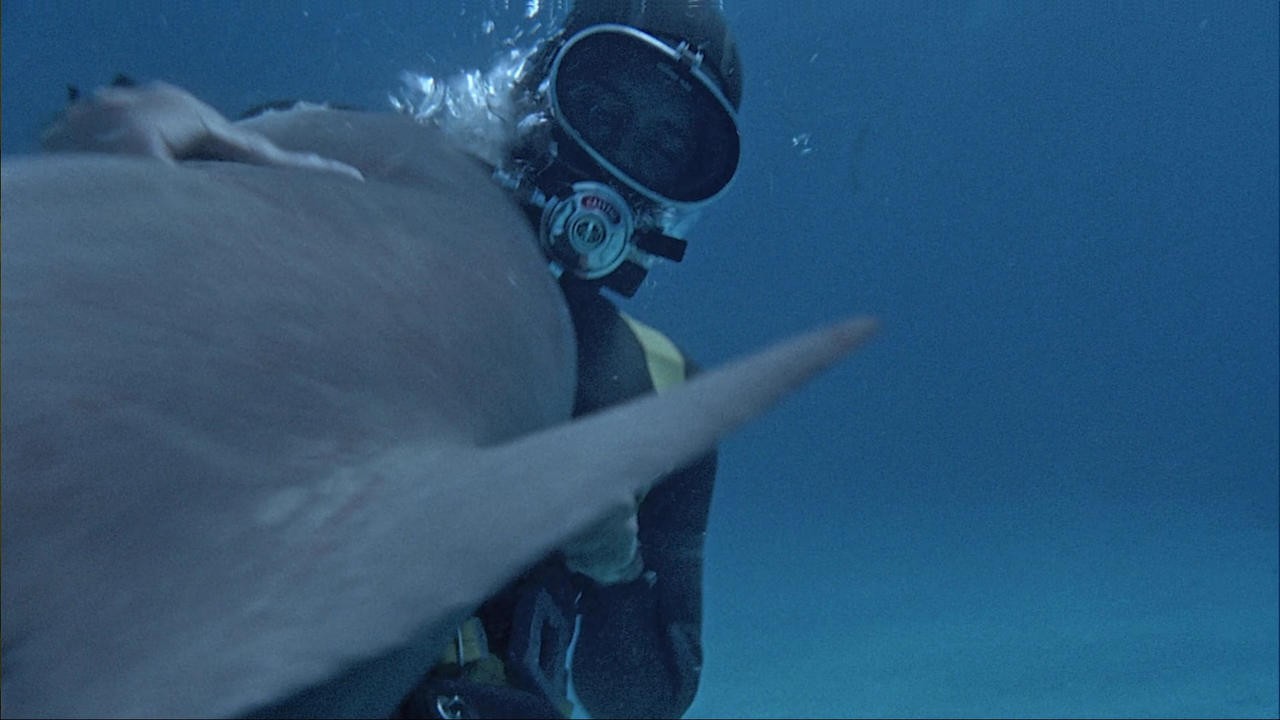Shark!