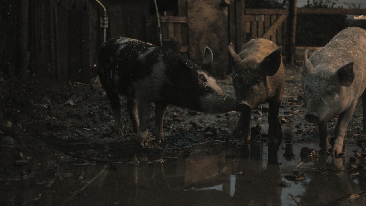 Image du film New Pigs on the Block
