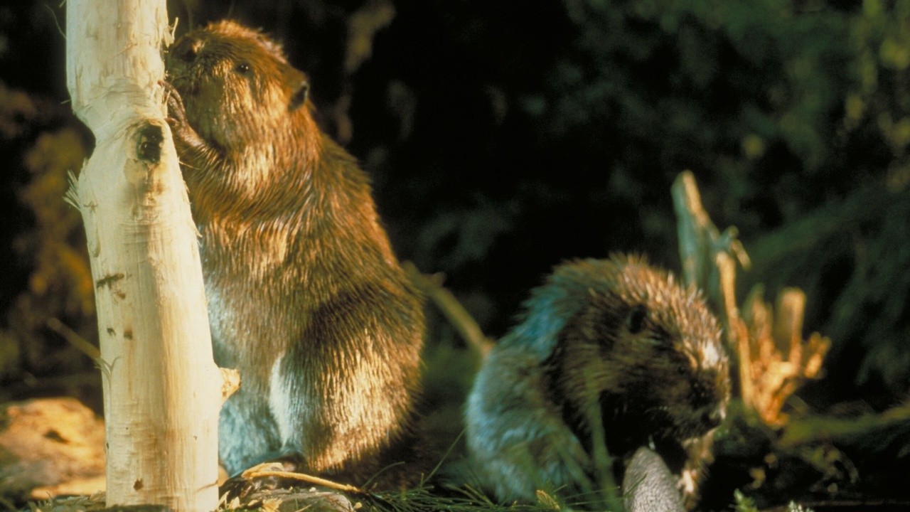 Beavers