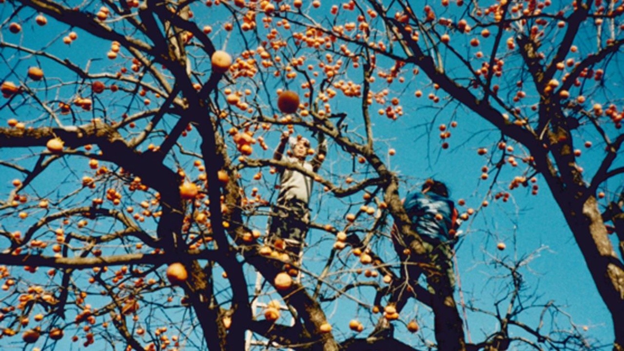 Red Persimmons