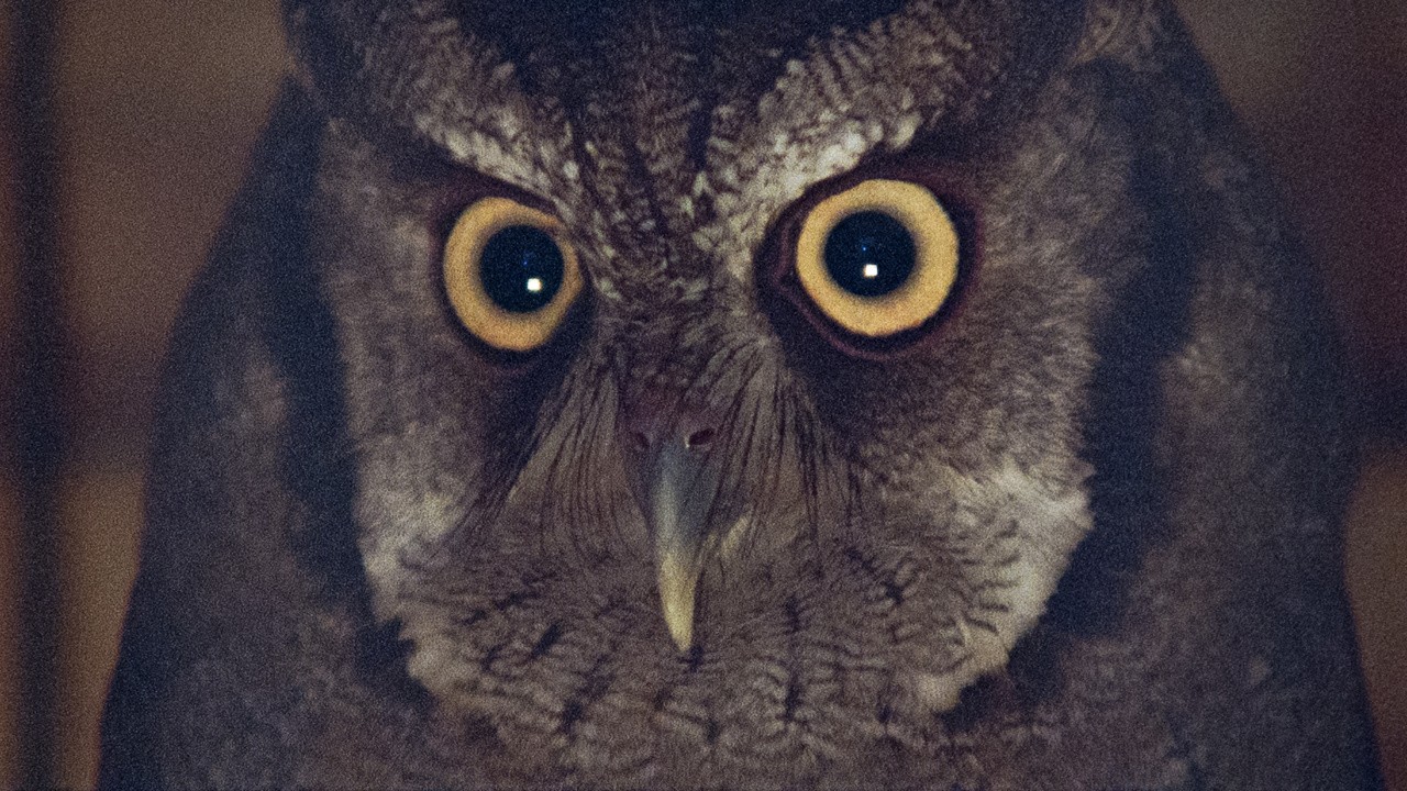 Image du film Il fait nuit en Amérique