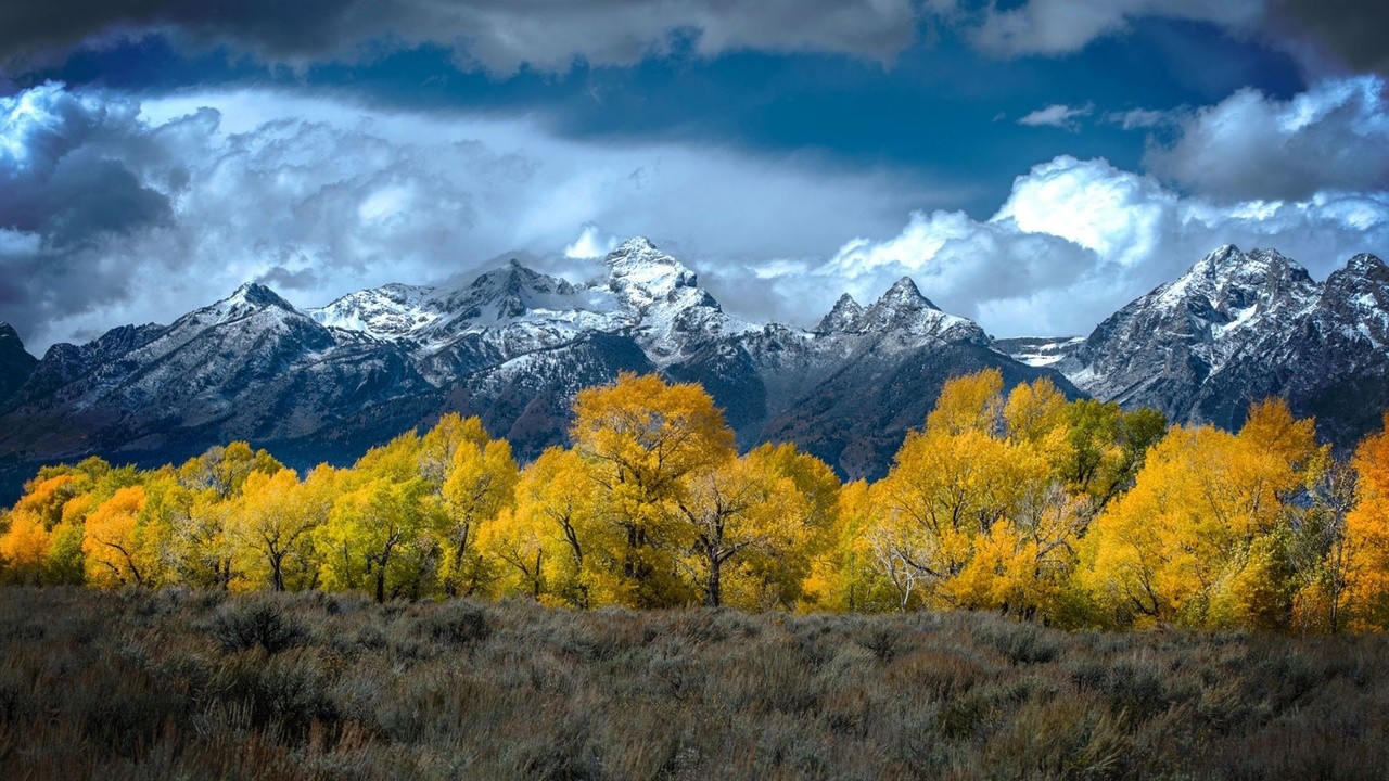 Wild Yellowstone