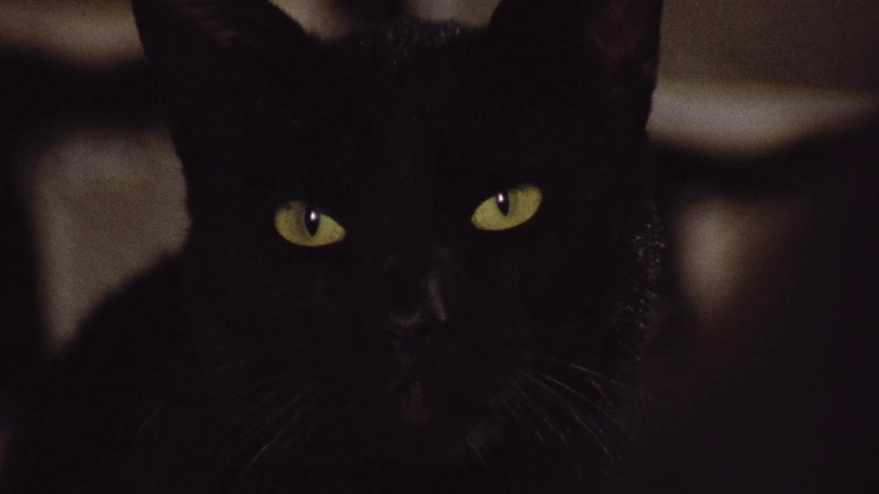 Jogo do gato preto filme. Vídeo de humano, medo, fofofo - 119370598
