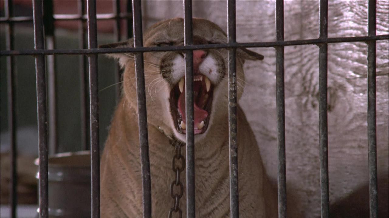 Caged Woman II