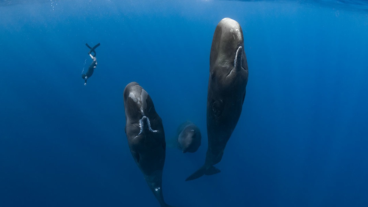 Image du film Patrick and the Whale