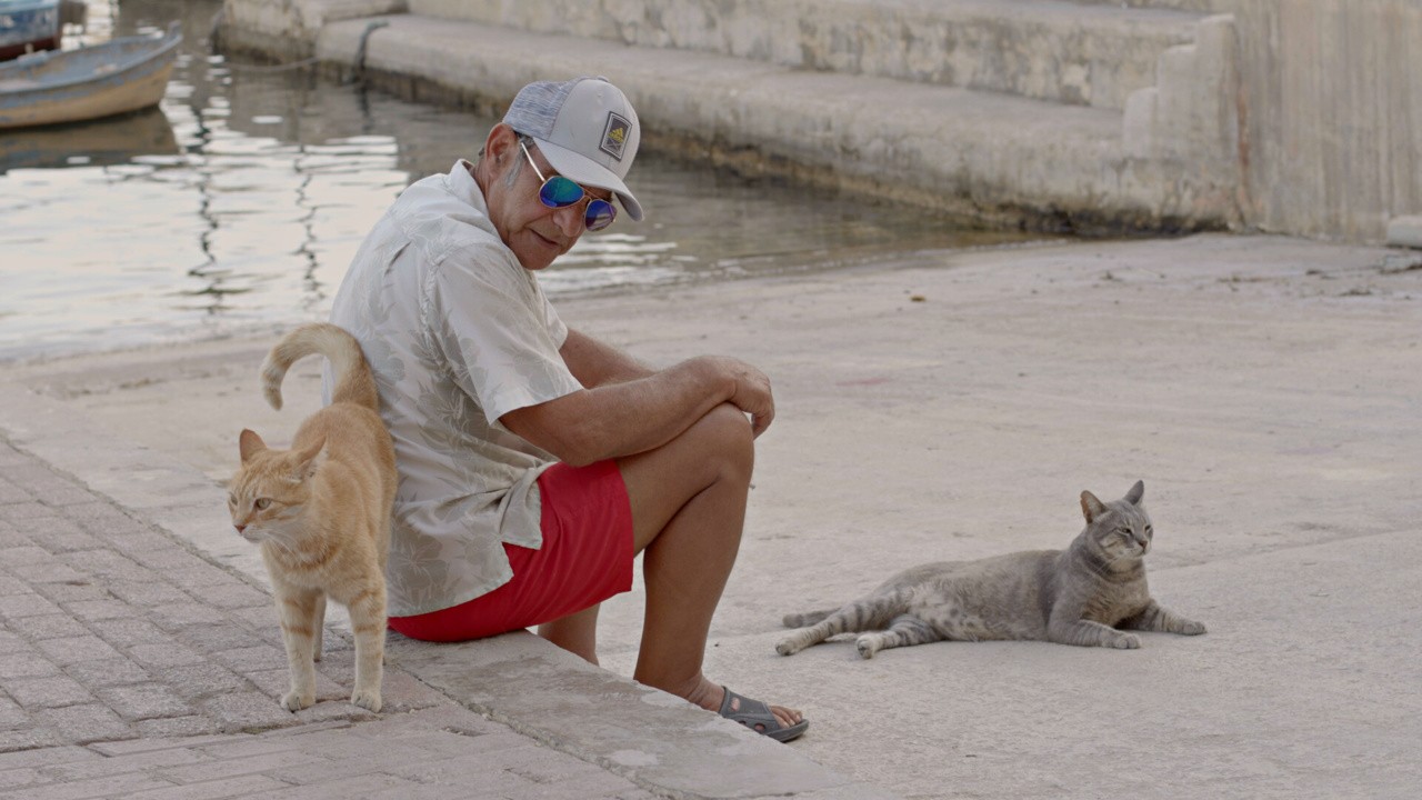 Cats of Malta