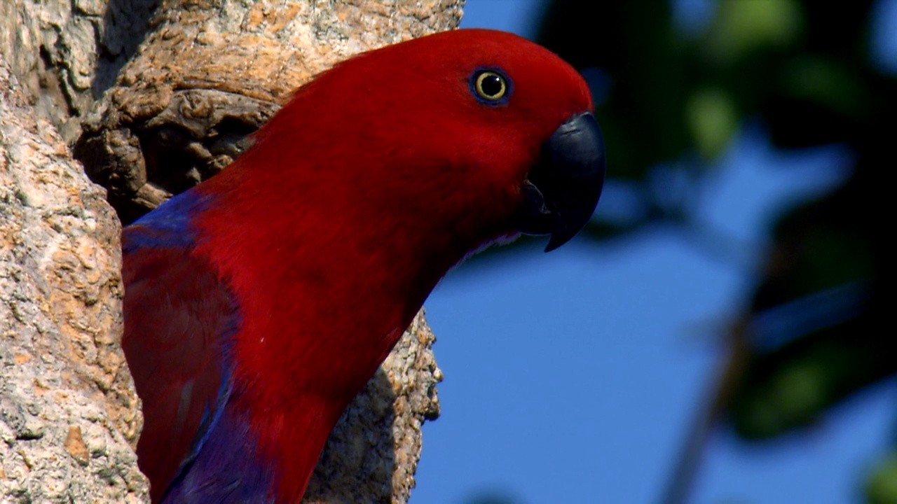 Australia: Land of Parrots