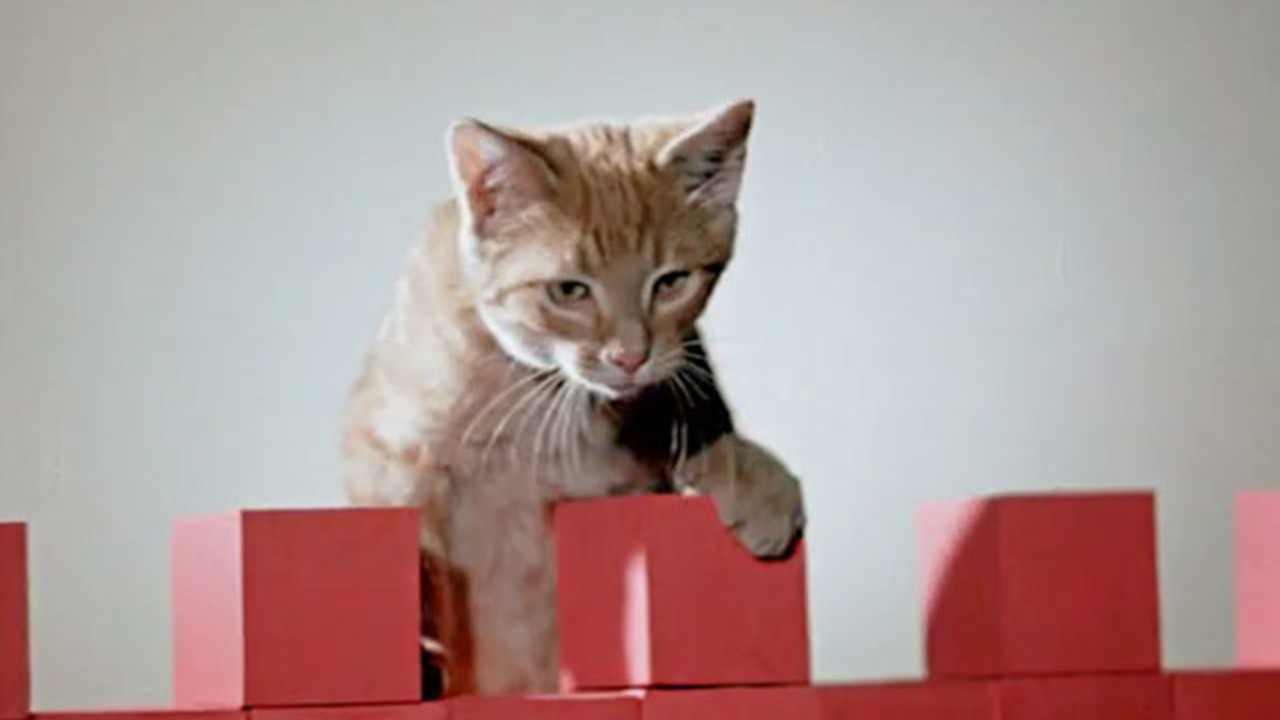 Tiger the Cat