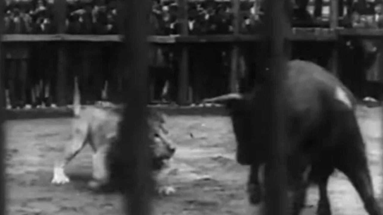 Combattimento Fra Leone e Toro. Il Re Della Foresta Perderebbe il Titolo