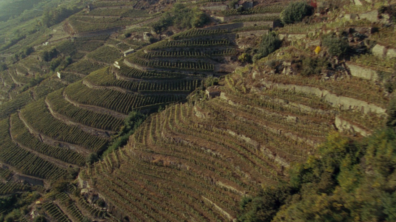 Rupi del vino