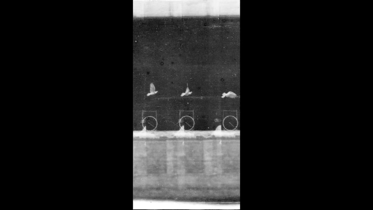 Pigeon en Vol