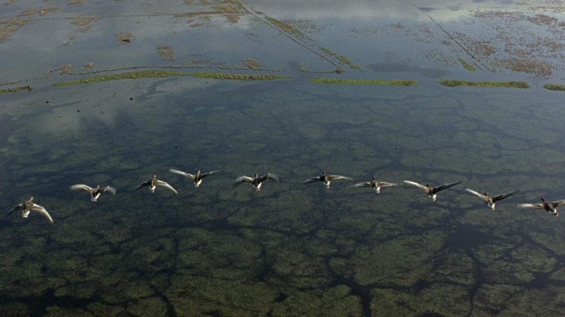 Winged Migration