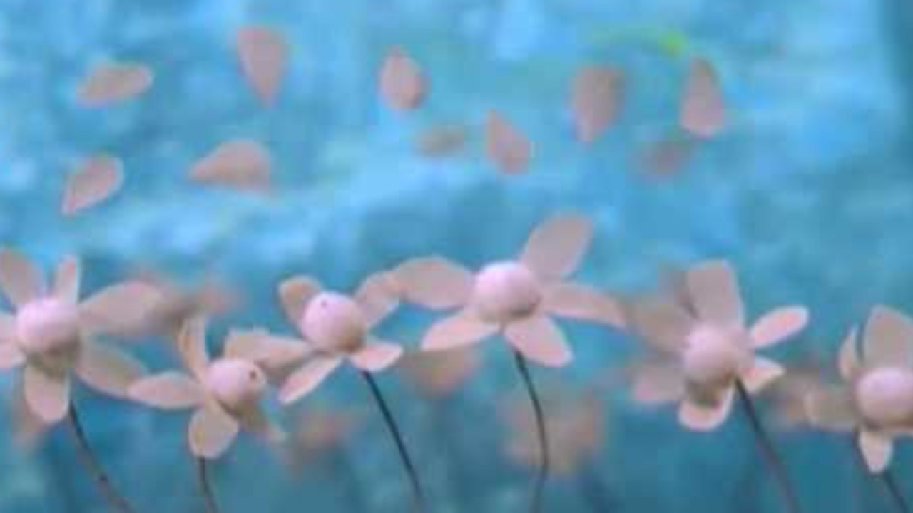 Devendra Banhart: A Ribbon [MV]