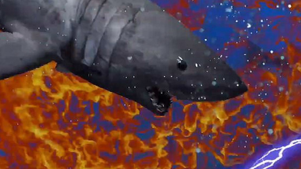 Shark Encounters of the Third Kind
