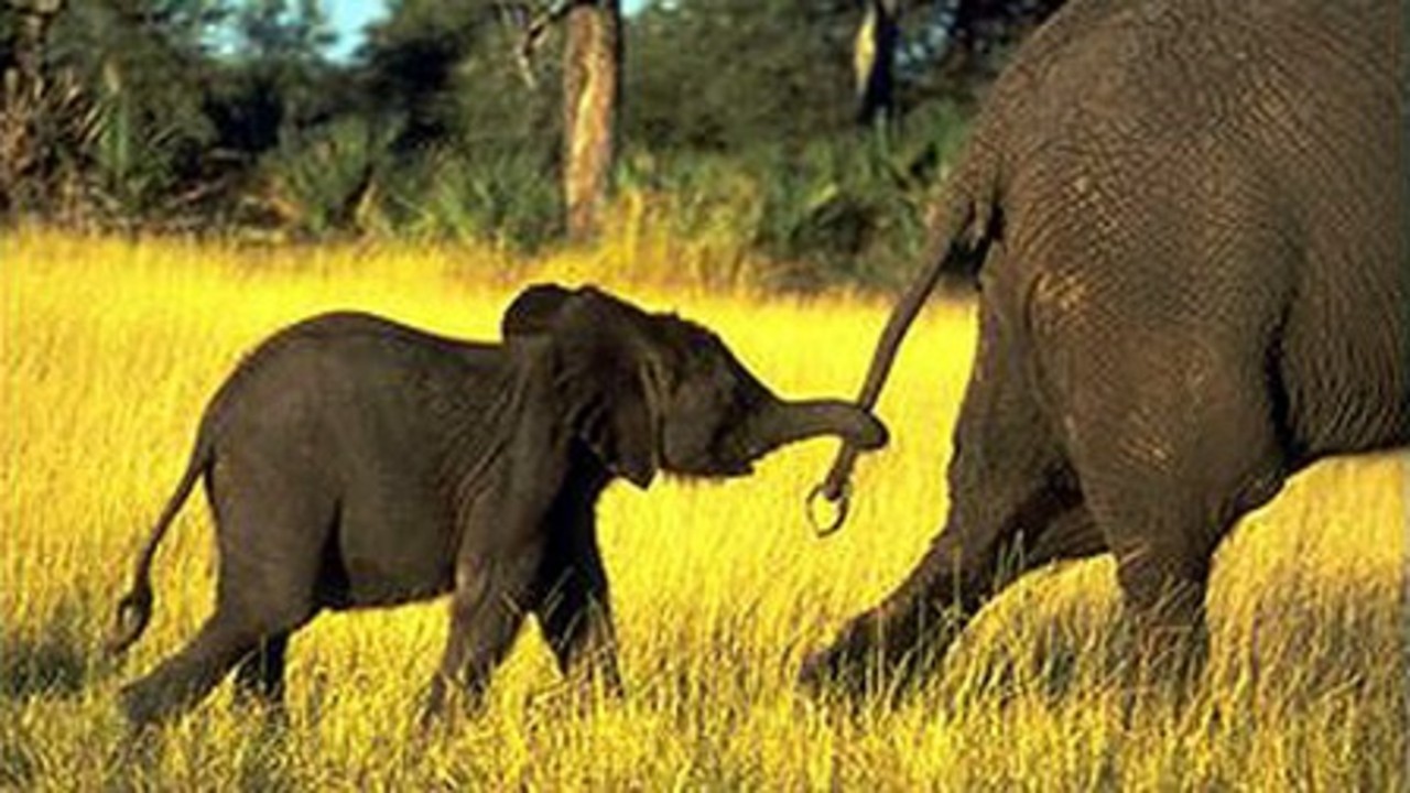 Whispers: An Elephant's Tale