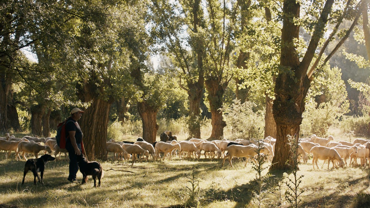 The Path of the Shepherd