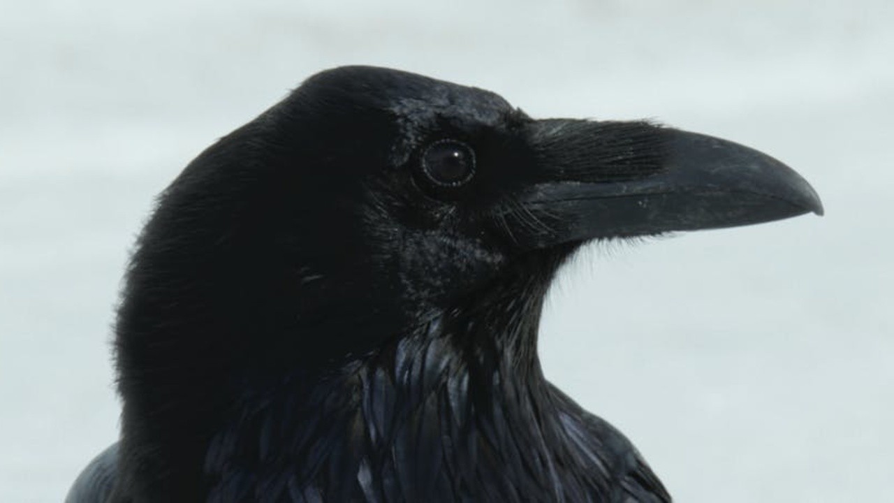 Crows: Nature Is Watching Us