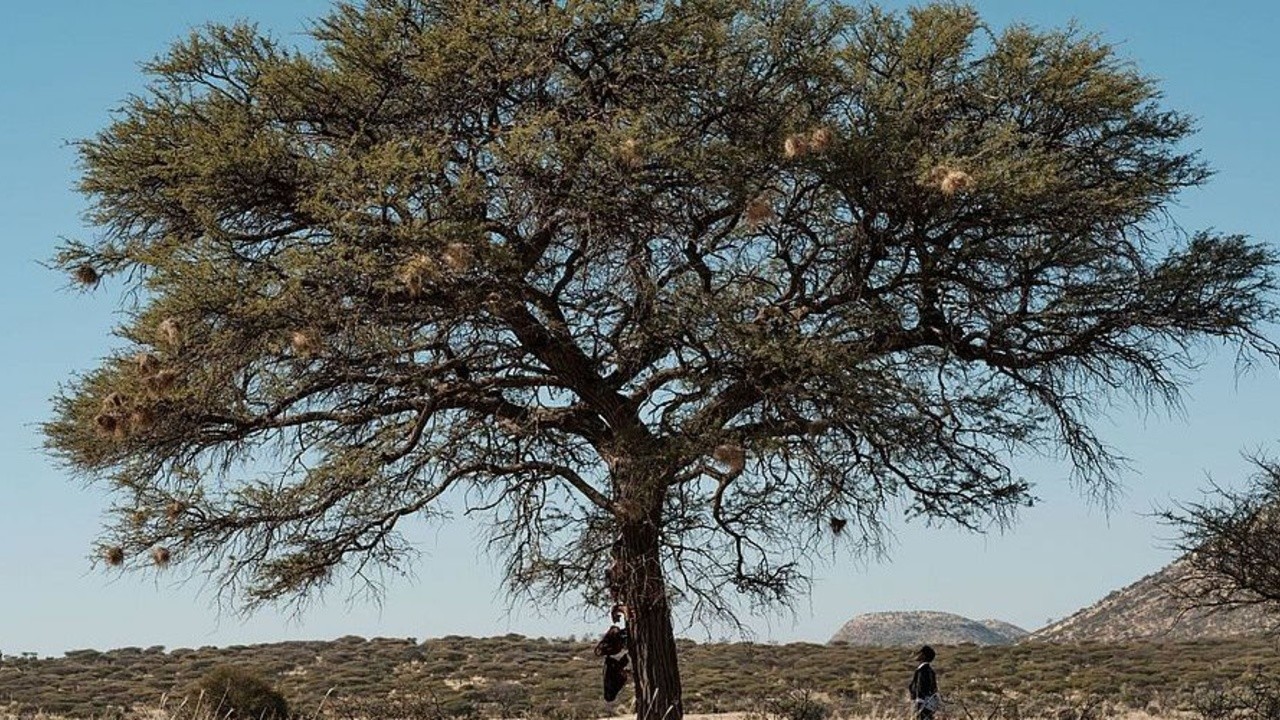 Under the Hanging Tree