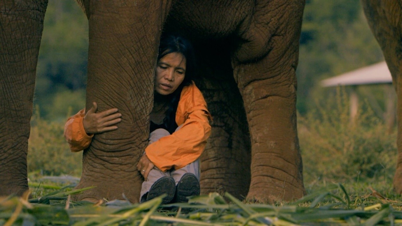 Elephant Mother