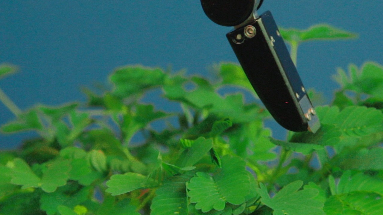 The Pudic Relation Between Machine and Plant