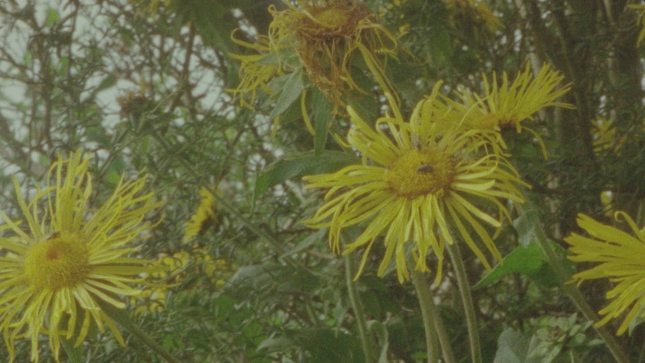 Image du film Being in a Place – A Portrait of Margaret Tait