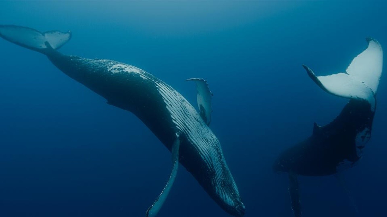 Image du film Les Gardiennes de la planète