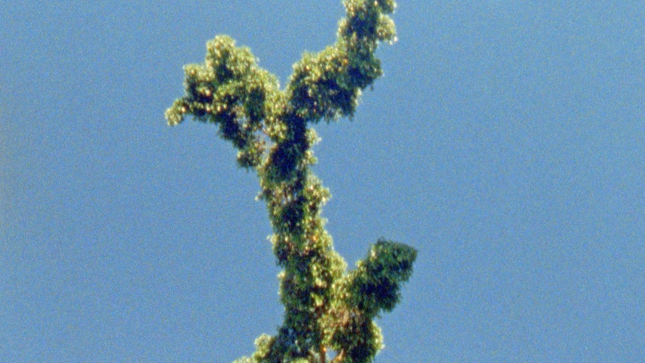 The Secret Garden 2023 Mubi