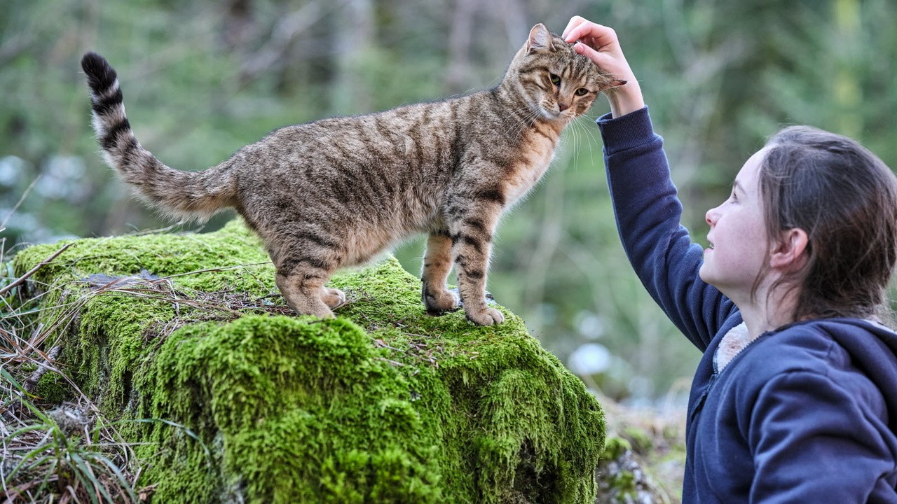 Image du film Mon chat et moi, la grande aventure de Rroû