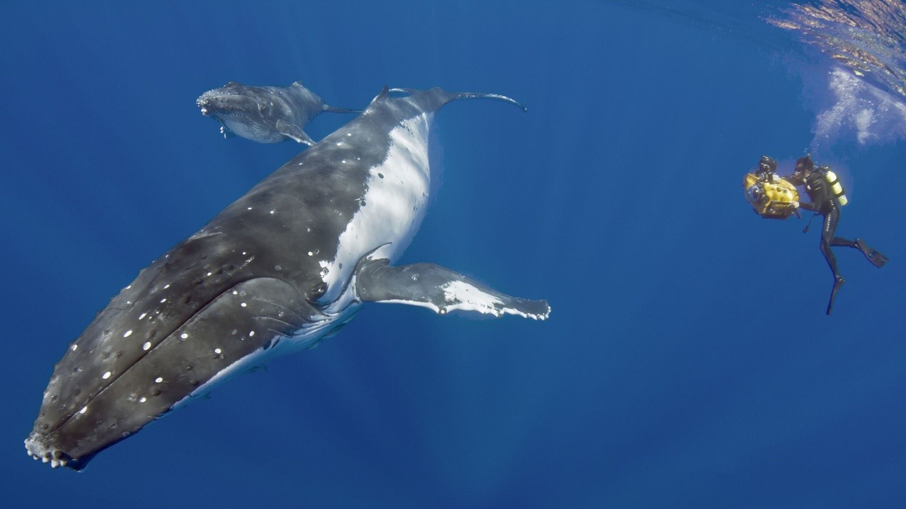 Soul of the Ocean