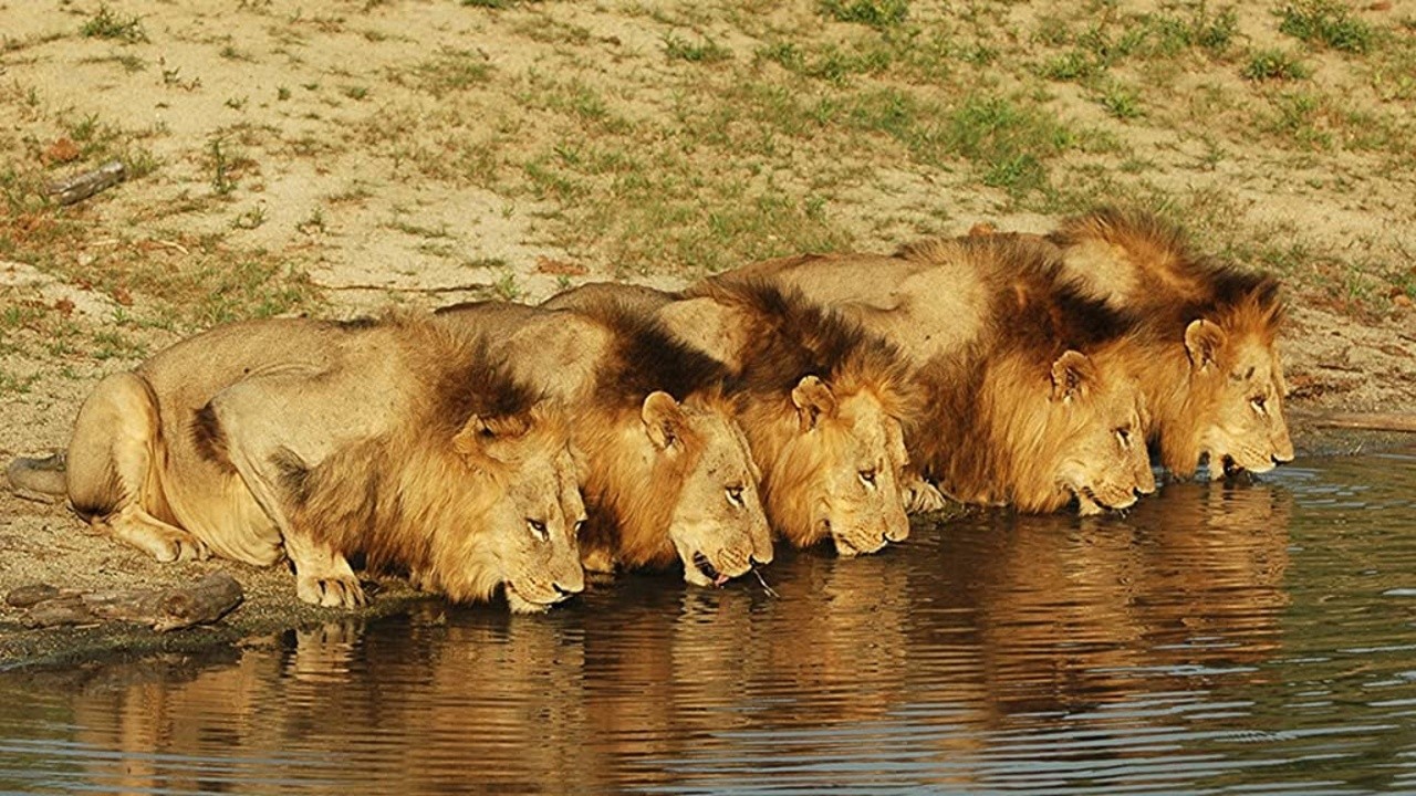 Brothers in Blood: The Lions of Sabi Sand