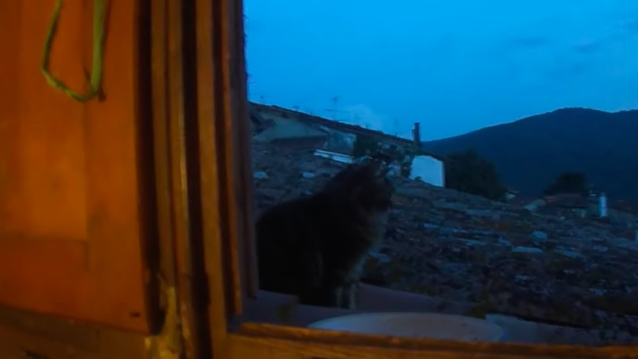 Il Gatto fiero di Zeb89