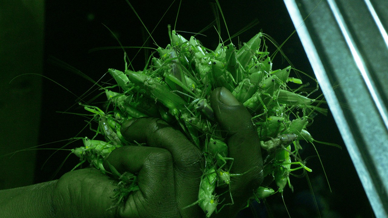 Grasshopper Republic