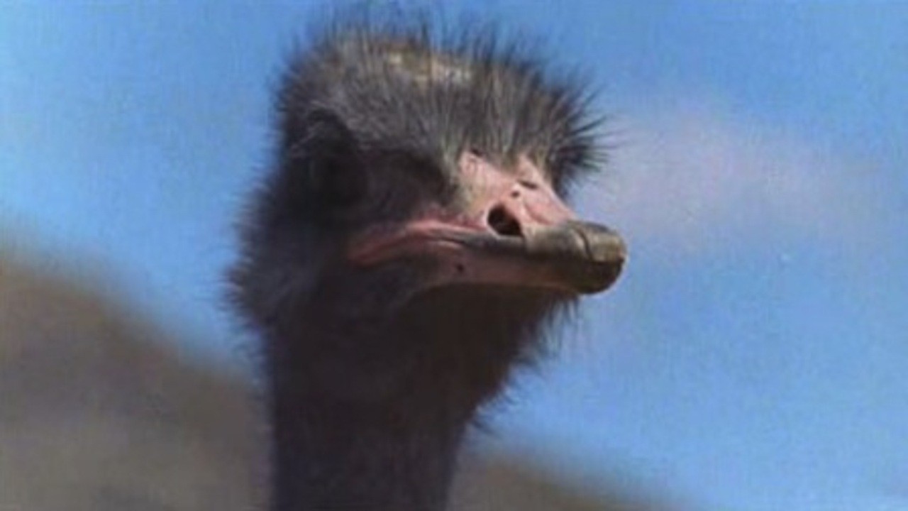Animals Are Beautiful People