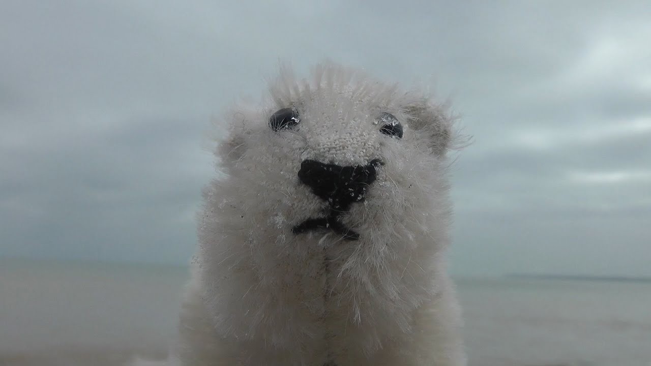 Pizzly Bear