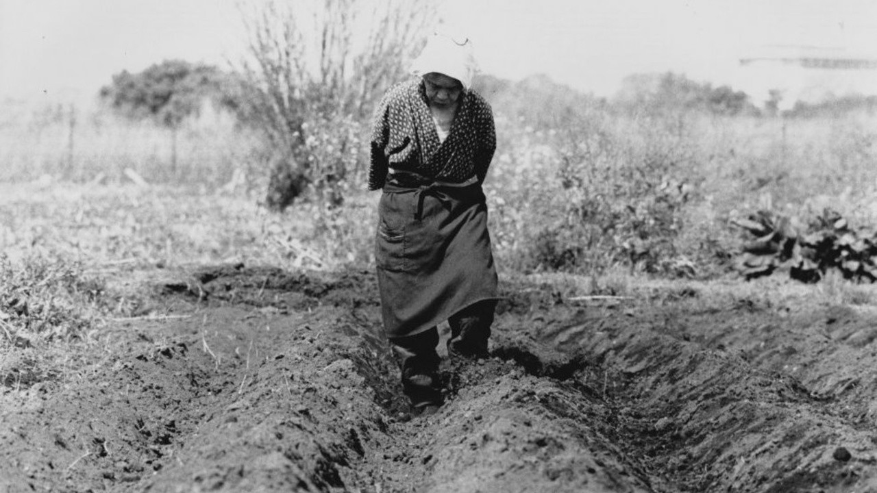 A Grasscutter's Tale