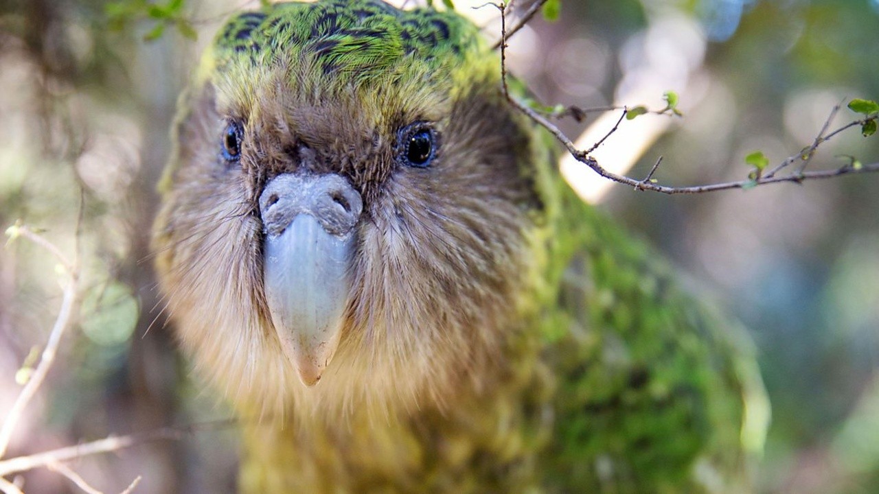 New Zealand: Earth's Mythical Islands