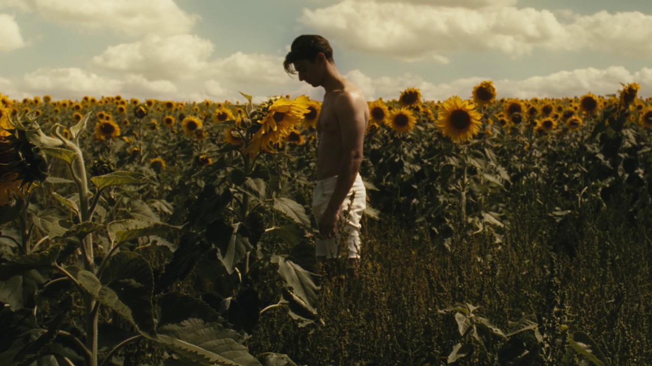 Image du film Dans les tournesols