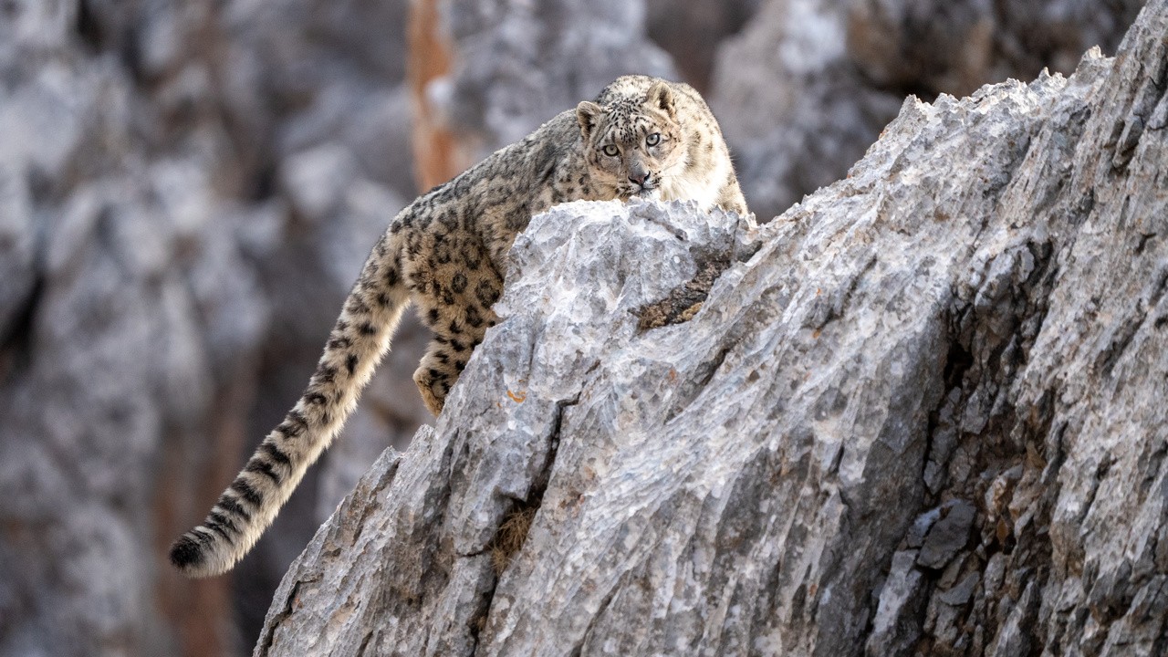Snow Leopards and Friends
