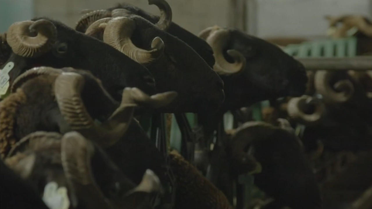 Enquanto Houver Ovelhas