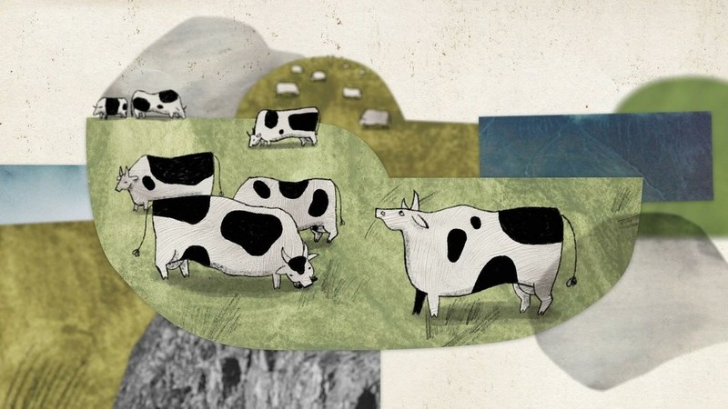 About a Cow